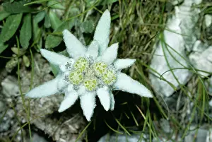 Edelweiss: Edelweiss