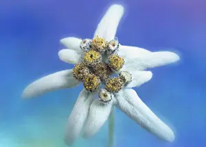 Edelweiss: Edelweiss