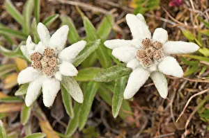Edelweiss: Edelweiss