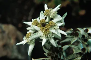Edelweiss: Edelweiss