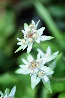 Edelweiss: Edelweiss