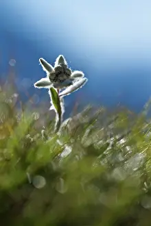 Edelweiss: Edelweiss