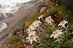 Edelweiss: Edelweiss with ancient glacier in the background