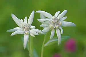 Edelweiss: Edelweiss closeup