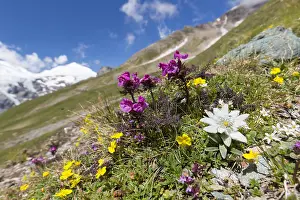 Asteroideae: Edelweiss - flowering plant in alpine surroundings
