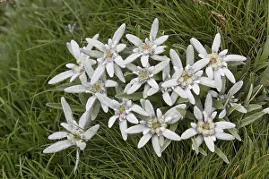 Asteroideae: Edelweiss - flowering plant - Hohe Tauern National