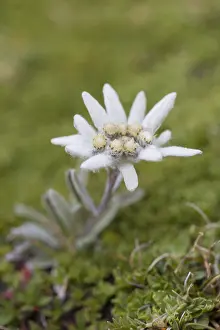 Asteroideae: Edelweiss - flowering plant - Hohe Tauern National