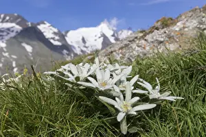 Asteroideae: Edelweiss - flowering plant with the mountain