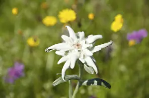 Asteracea: Edelweiss leontopodium alpinum flower in alpine meadow