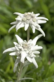 Chain: Edelweiss leontopodium alpinum flower from the alps