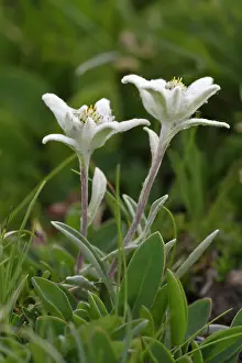 Edelweiss: Edelweiss (Leontopodium alpinum), Rosskogel, Rofan