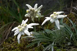 Edelweiss: Edelweiss (Leontopodium alpinum), Stoankasern Alm