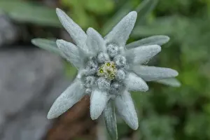 Bob Gibbons: Edelweiss, Leontopodium nivale, in flower in the