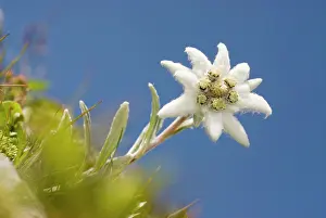 Edelweiss: Edelweiss (Leontopodium nivale) Styria, Austria
