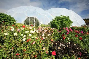 Greenhouses: Eden Project - Biome and autumn Dahlias