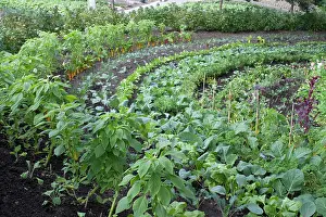 Eden: Eden Project - growing plants & vegetables