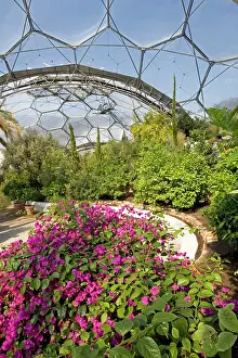 Geogrpaphy: Eden Project - Inside Mediterranean Biome