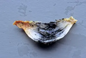 Delicacy: Edible Bird's Nest, Malaysia
