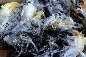 Preparing: Edible Birds Nests, Malaysia