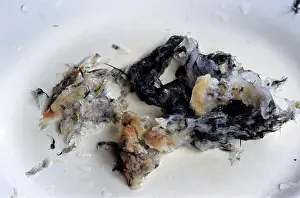 Preparing: Edible Birds Nests, Malaysia