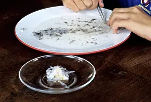 Preparing: Edible Birds Nests, Malaysia
