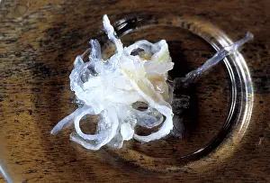 Preparing: Edible Birds Nests, Malaysia