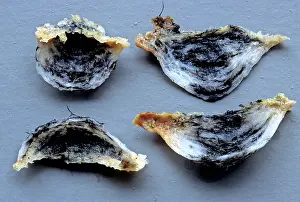 Delicacy: Edible Birds Nests, Malaysia