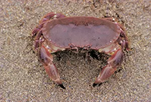 Cancer: Edible Crab