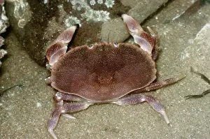 Crabs: EDIBLE CRAB