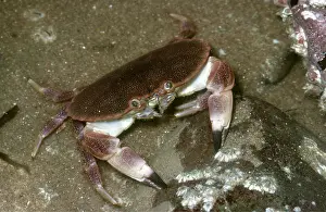 Crabs: EDIBLE CRAB