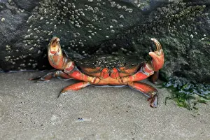 Cancer: Edible Crab - in the defence position on seashore
