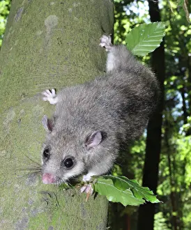 Dormice: Edible dormouse climbing down a beech tree, Europe