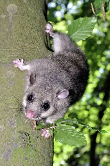 Dormice: Edible dormouse climbing down a beech tree, Europe