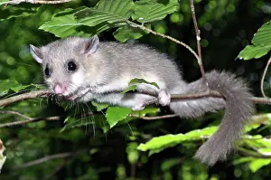 Dormice: Edible dormouse climbing warily in beech tree, Europe
