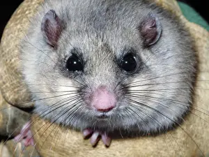 Dormice: Edible Dormouse - fattened up for winter
