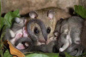 Dormouse: Edible dormouse (Glis glis), female with youngs