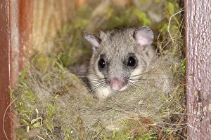 Dormouse: Edible dormouse (Glis glis) looks out of his nest