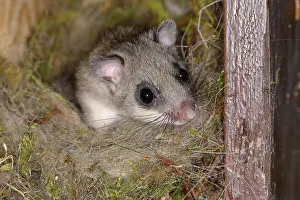 Dormouse: Edible dormouse (Glis glis) looks out of his nest