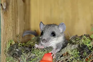 Dormouse: Edible dormouse (Glis glis) in a nesting box as
