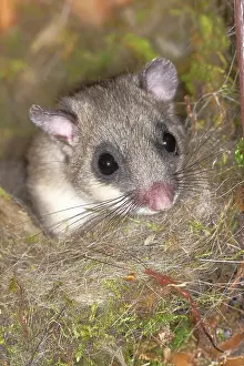 Dormouse: Edible dormouse (Glis glis) in a nesting box as