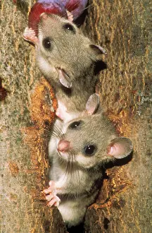 Dormice: Edible / Fat DORMICE - young eating plums