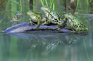 Esculenta: Edible Frog