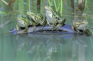 Esculenta: Edible Frog