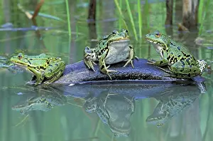 Esculenta: Edible Frog