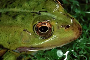 Esculenta: Edible Frog