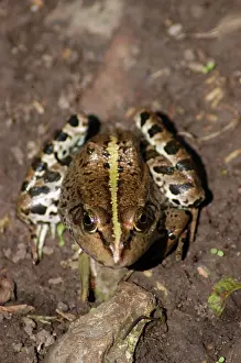 Esculenta: Edible Frog