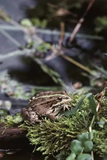 Esculenta: Edible Frog