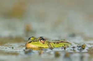 Lurch: Edible frog
