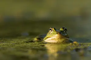 Lurch: Edible frog