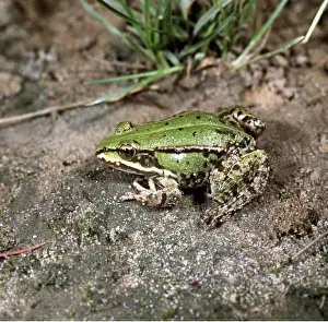 Karin Laub: EDIBLE FROG